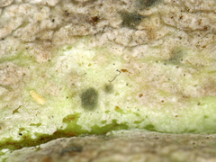 Cladosporium phyllophilum