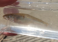 Hybognathus nuchalis