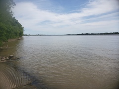 Hybognathus nuchalis