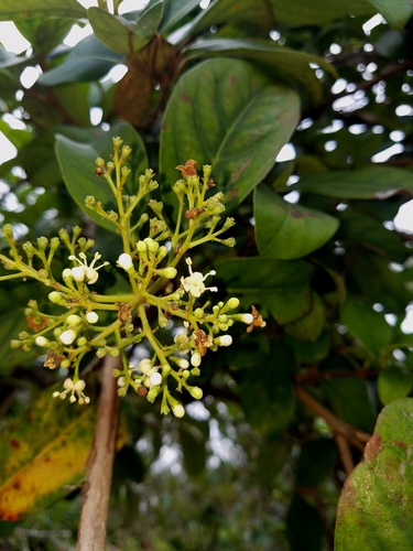 Viburnum odoratissimum image