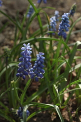 Muscari dolichanthum