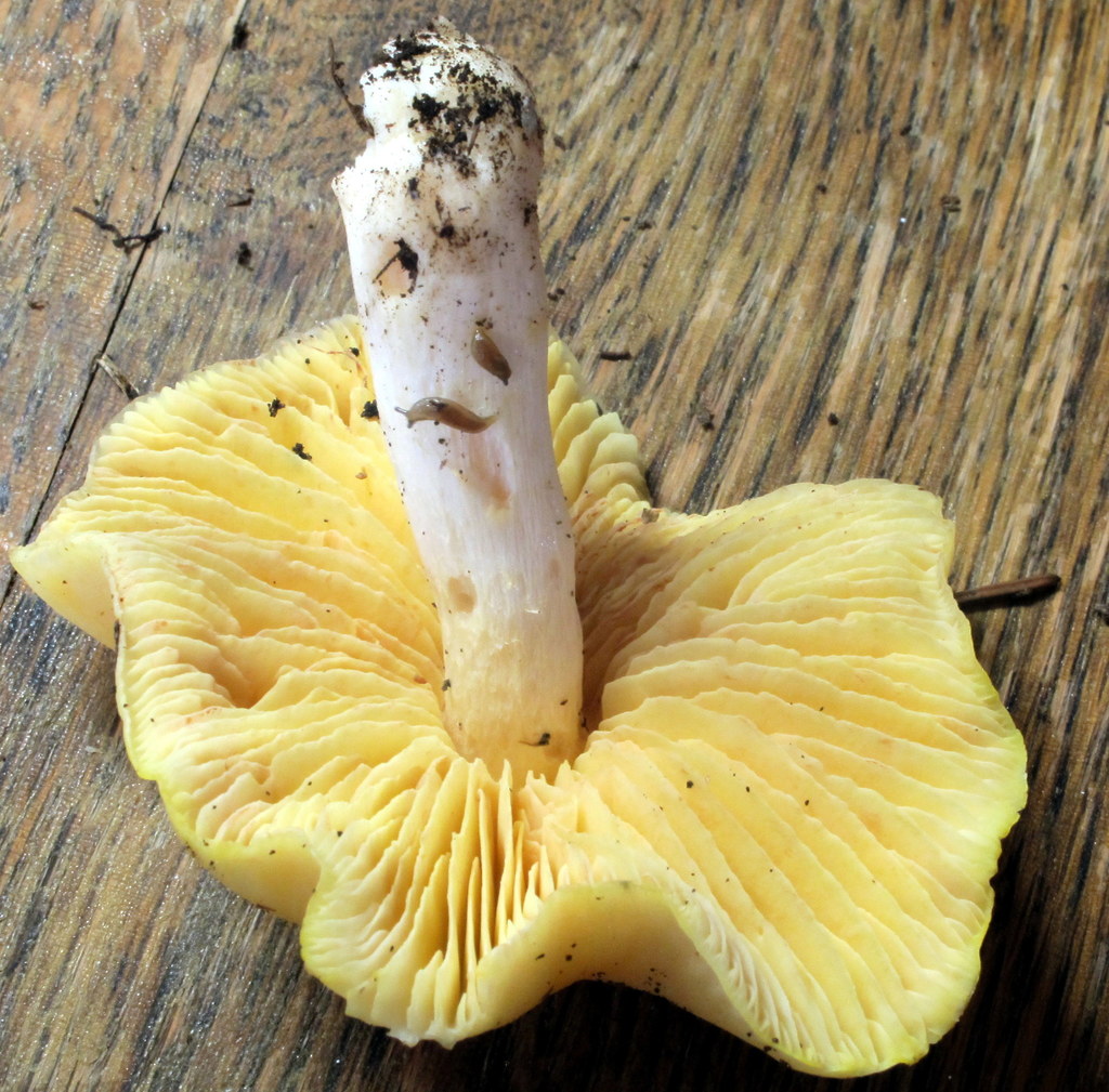 Entoloma luridum