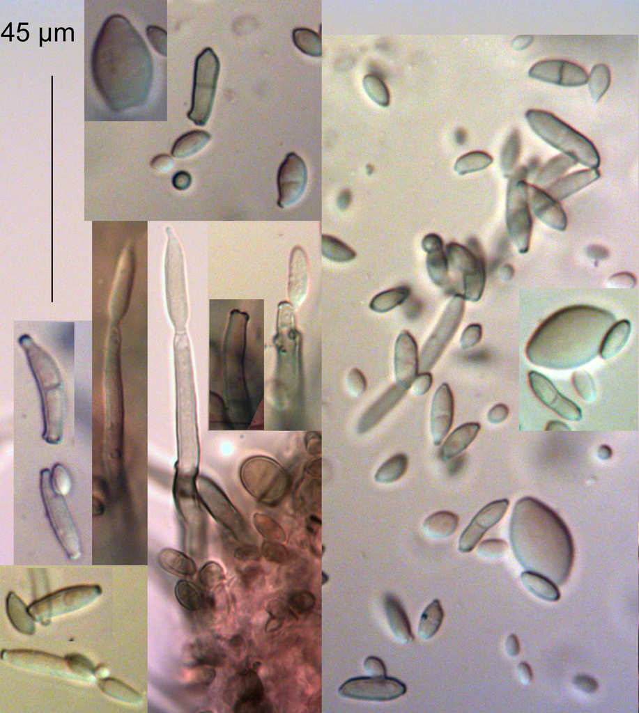 Cladosporiaceae