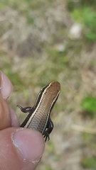 Plestiodon anthracinus anthracinus