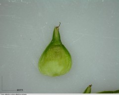Carex atlantica
