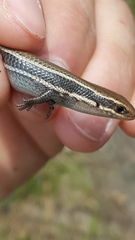 Plestiodon anthracinus anthracinus