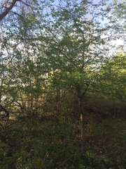 Crataegus suborbiculata