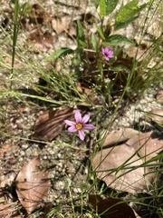 Sisyrinchium rosulatum