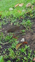 Rallina fasciata