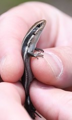 Plestiodon anthracinus anthracinus