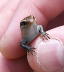 Plestiodon anthracinus anthracinus
