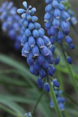 Muscari dolichanthum