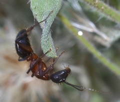 Camponotus vicinus
