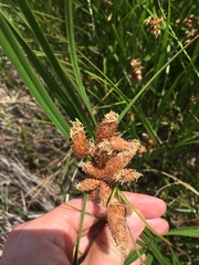 Bolboschoenus robustus