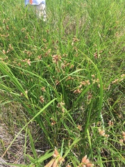 Bolboschoenus robustus