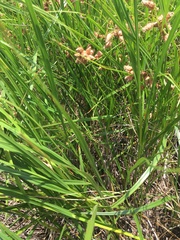 Bolboschoenus robustus