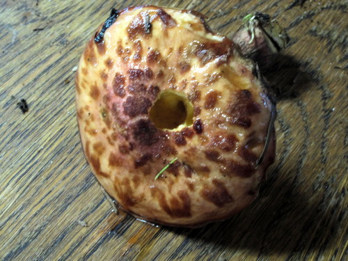 Fuscoboletinus spectabilis image