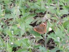 Junonia neildi varia