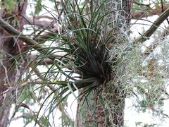 Tillandsia × floridana