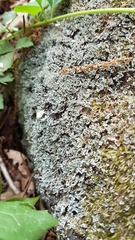 Cladonia petrophila