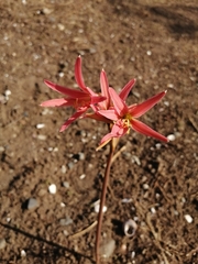 Zephyranthes advena