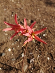 Zephyranthes advena