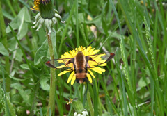 Hemaris aethra