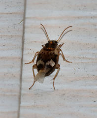 Tetragonoderus fasciatus