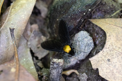 Chrysopilus davisi