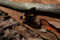 Chrysopilus davisi