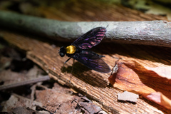 Chrysopilus davisi