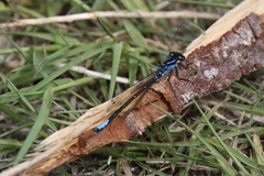 Ischnura erratica