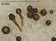 Crocicreas macrostipitatum