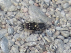 Ellipes minuta