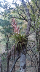 Tillandsia parryi