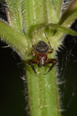 Araneus triguttatus
