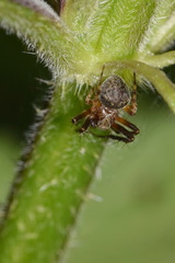 Araneus triguttatus