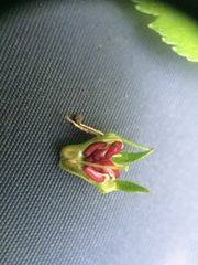 Crataegus suborbiculata