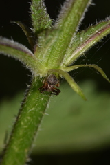 Araneus triguttatus