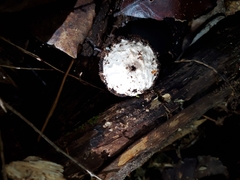 Lycoperdon compactum