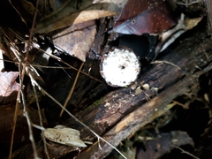 Lycoperdon compactum