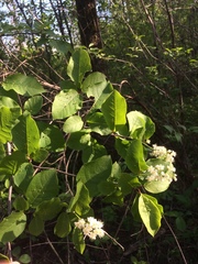 Crataegus suborbiculata
