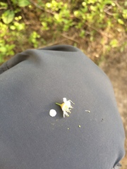 Crataegus suborbiculata