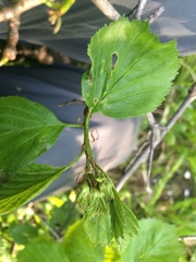 Crataegus suborbiculata