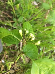 Crataegus suborbiculata