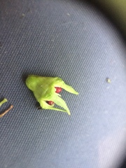 Crataegus suborbiculata