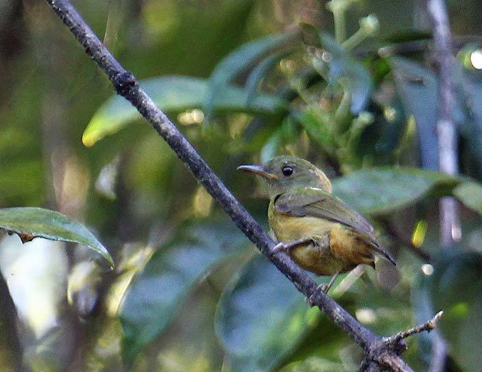 McConnell's Flycatcher photo