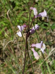 Penstemon multiflorus