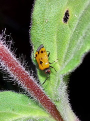 Deraeocoris punctum
