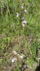 Penstemon multiflorus